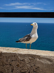 An elegant seagull enjoying the view of the sea. The sun's light gently illuminates its snow-white plumage, creating an atmosphere of calm and harmony.