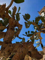 This majestic cactus, illuminated by bright rays of the sun, symbolizes the resilience and beauty of the wild nature.