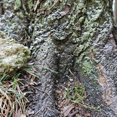 Natur, Pflanzen, Winter, Baum