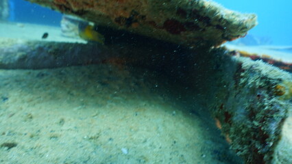 Scuba diving