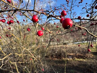Crataegus monogyna red fruits on branch in autumn. Selective focus. May, mayblossom, maythorn, quickthorn, whitethorn, motherdie, haw hawthorn, one-seed hawthorn, or single-seeded hawthorn. 