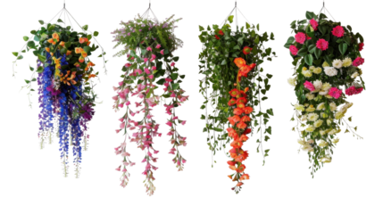 Hanging flower bushes on transparent background