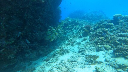 Scuba diving