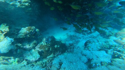 Scuba diving