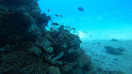 Scuba diving