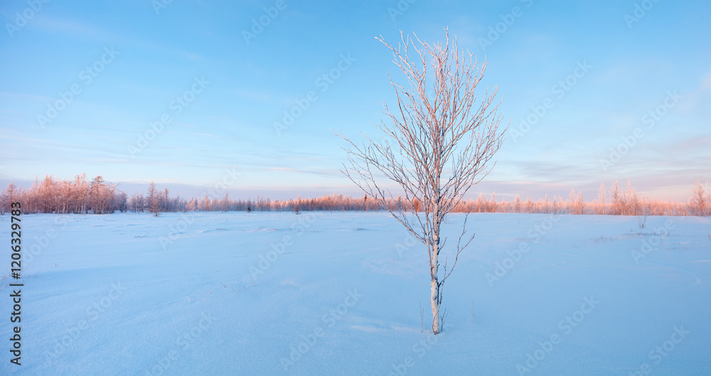 Poster a lone tree stands in a snow-covered field. the sky is clear and blue, and the sun is low in the sky