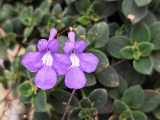 Streptocarpus saxorum Concord Blue or Cape Primrose flower in a nursery garden © Coompia77