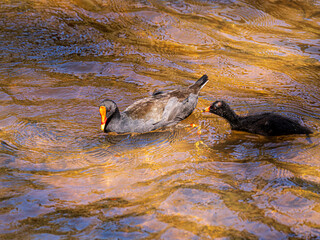 Fototapeta premium Red Fronted Coot Chick Chases Mother