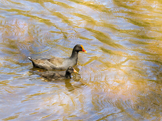 Red Fronted Coot Next To Chick
