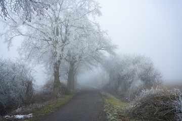 Leafless, frozen trees on a foggy January day