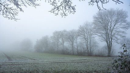 Leafless, frozen trees on a foggy January day