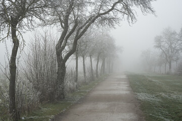 Leafless, frozen trees on a foggy January day