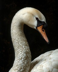 portrait of a swan with an elegant, curved neck and white feathers that shine in the light, displayed in close-up against a black background that emphasizes its grace