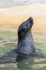 Head shot of a common seal (phoca vitulina) swimming in the water