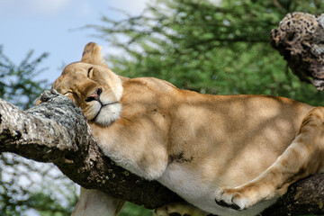 A lioness lies on the tree in Serengeti National Park, Tanzania, Africa.  © kamira