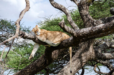 A lioness lies on the tree in Serengeti National Park, Tanzania, Africa.
