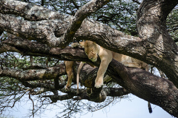 A lioness lies on the tree in Serengeti National Park, Tanzania, Africa.

