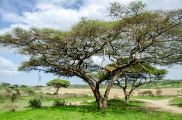 A lioness lies on the tree in Serengeti National Park, Tanzania, Africa.
