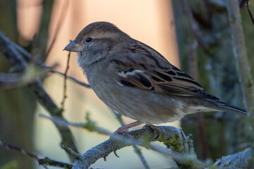 Sperling im Winter