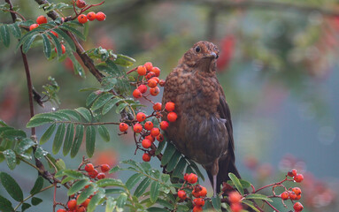 Amsel im Vogelbeerbaum