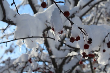 snow covered tree