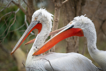 Two Pelicans Playing