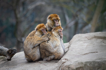 Three Macaques Hugging in the Cold