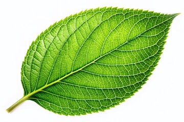 Obraz premium Single Green Leaf Isolated on White Background, Botanical Plant Leaf, Nature Photography