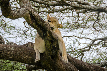 A lioness lies on the tree in Serengeti National Park, Tanzania, Africa.