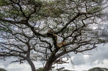 A lioness lies on the tree in Serengeti National Park, Tanzania, Africa.
