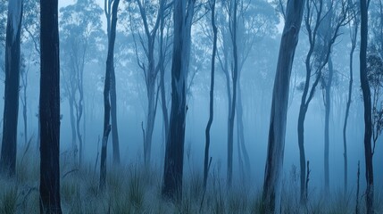 Misty Eucalyptus Forest Trees Enveloped In Blue Haze