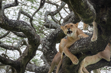 Naklejka premium A lioness lies on the tree in Serengeti National Park, Tanzania, Africa. 