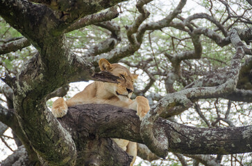A lioness lies on the tree in Serengeti National Park, Tanzania, Africa.
