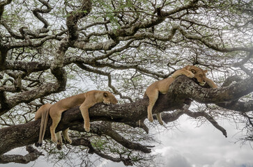 A lioness lies on the tree in Serengeti National Park, Tanzania, Africa.
