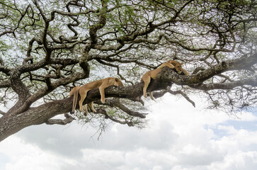 A lioness lies on the tree in Serengeti National Park, Tanzania, Africa.
