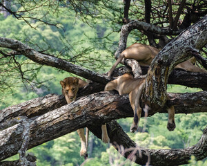 A lioness lies on the tree in Serengeti National Park, Tanzania, Africa.
