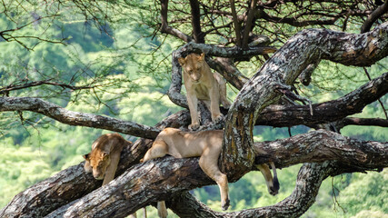 A lioness lies on the tree in Serengeti National Park, Tanzania, Africa.
