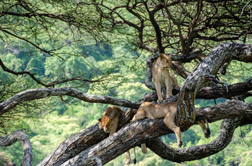 A lioness lies on the tree in Serengeti National Park, Tanzania, Africa.
