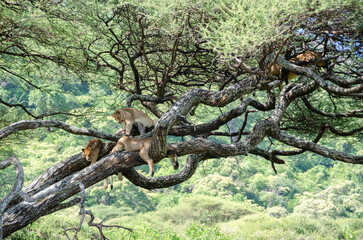 A lioness lies on the tree in Serengeti National Park, Tanzania, Africa.
