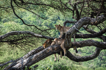 A lioness lies on the tree in Serengeti National Park, Tanzania, Africa.
