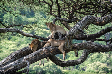 A lioness lies on the tree in Serengeti National Park, Tanzania, Africa.
