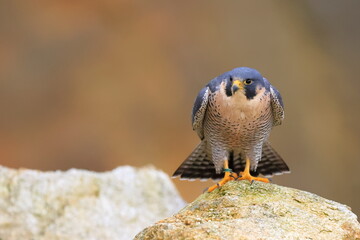 Falco peregrinus, Peregrine falcon, Czech republic
