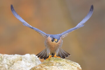 Falco peregrinus, Peregrine falcon, Czech republic