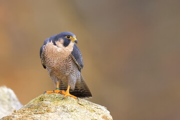 Falco peregrinus, Peregrine falcon, Czech republic