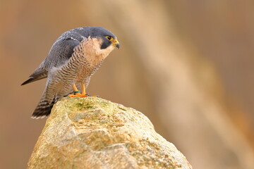 Naklejka premium Falco peregrinus, Peregrine falcon, Czech republic