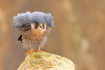 Falco peregrinus, Peregrine falcon, Czech republic