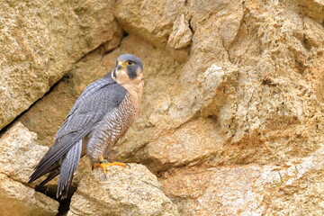 Falco peregrinus, Peregrine falcon, Czech republic