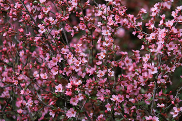 Dense clusters of vibrant Spring Cherry Blossom tree Branch in full bloom with pink flowers and buds, set against a backdrop of green foliage. Background with soft side freshness of morning dew
