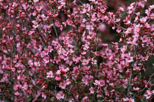 Dense clusters of vibrant Spring Cherry Blossom tree Branch in full bloom with pink flowers and buds, set against a backdrop of green foliage. Background with soft side freshness of morning dew