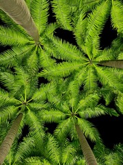 Palm trees against a dark nights sky 